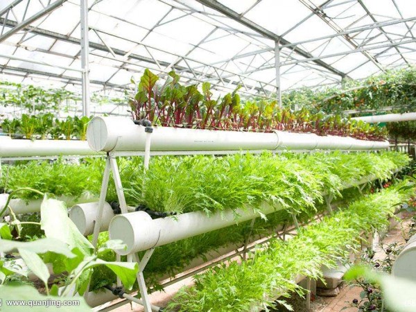 溫室大棚澆水的要注意的事項